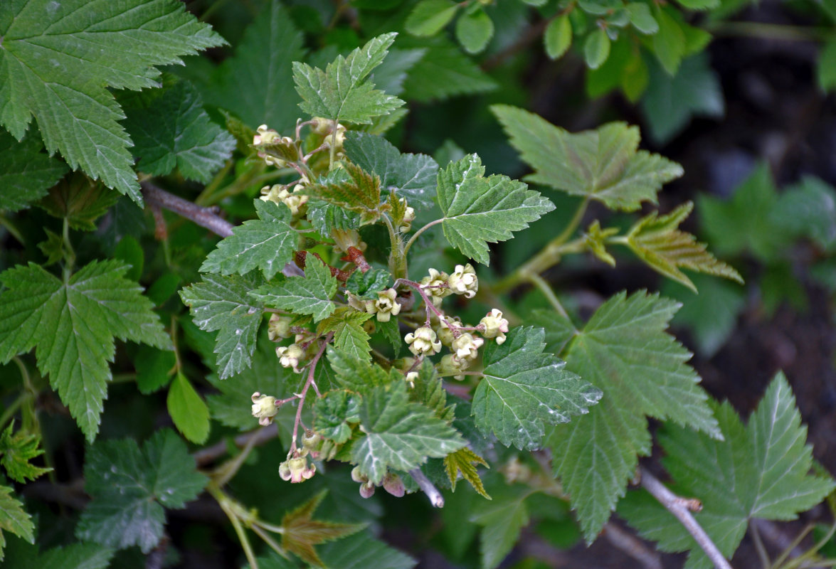 Image of Ribes nigrum specimen.