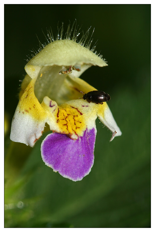 Image of Galeopsis speciosa specimen.