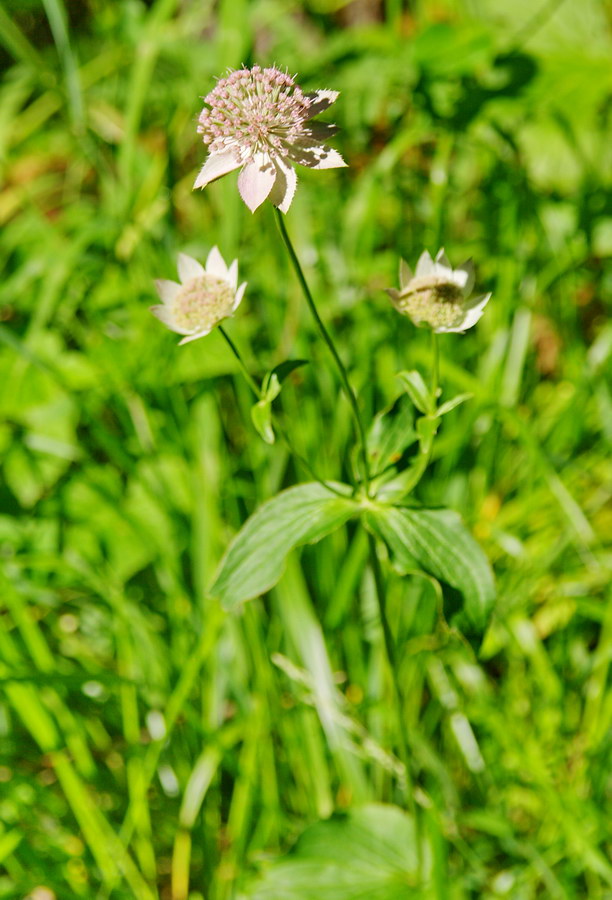 Изображение особи Astrantia maxima.