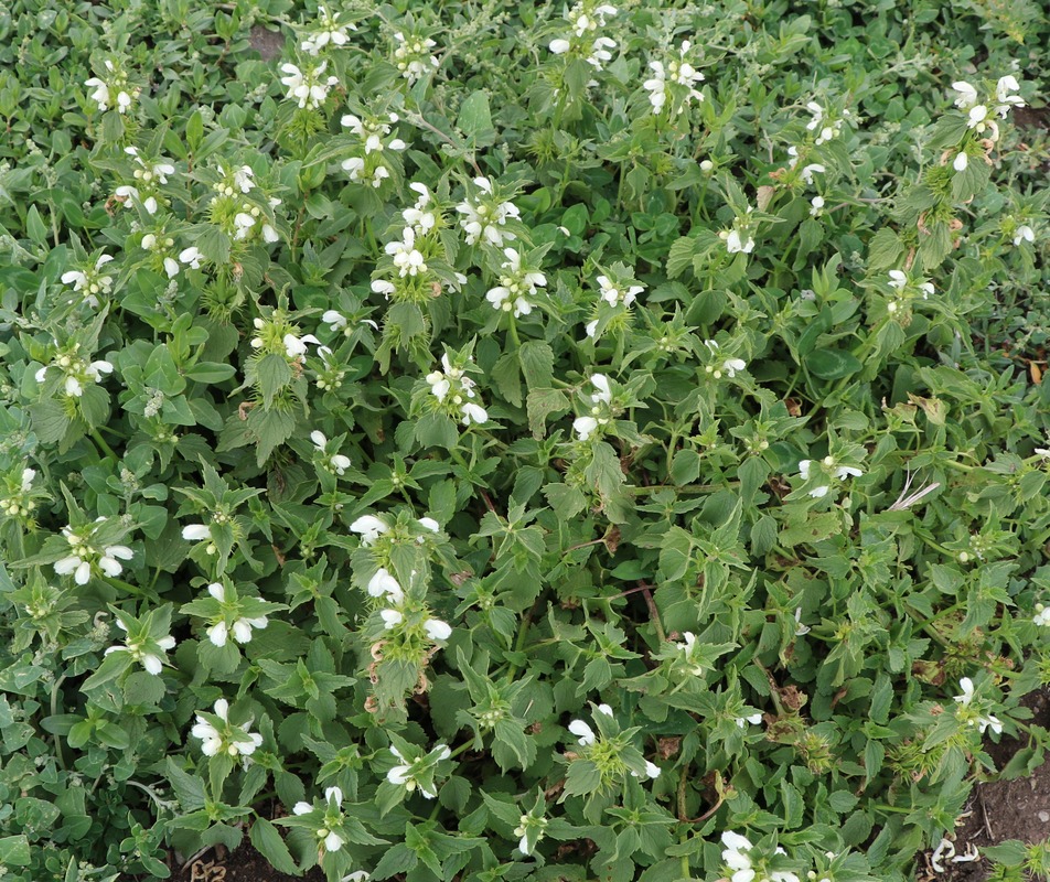 Image of Lamium album specimen.