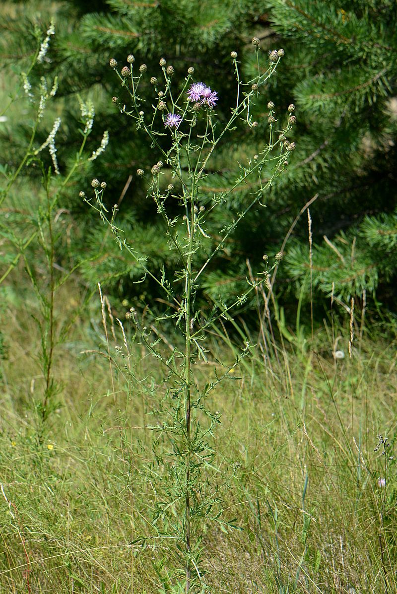 Image of Centaurea stoebe specimen.