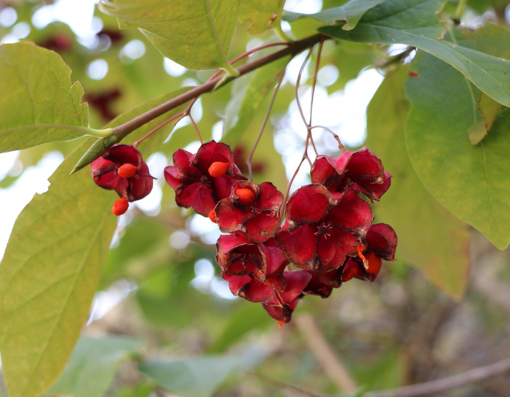 Изображение особи Euonymus latifolius.