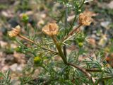 Matricaria discoidea. Верхушка растения с осыпавшимися соплодиями. Свердловская обл., окр. г. Североуральск, на куче щебня возле обочины дороги. 29.07.2010.