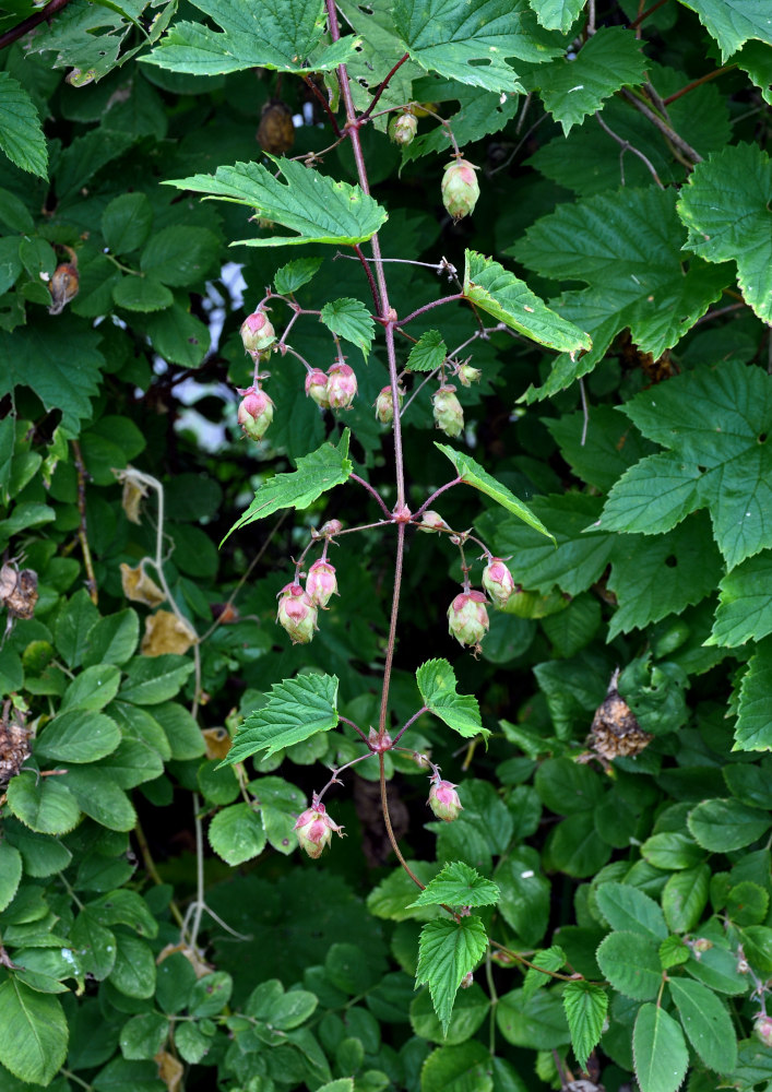 Изображение особи Humulus lupulus.