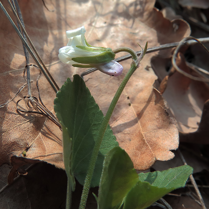 Изображение особи Viola rupestris.