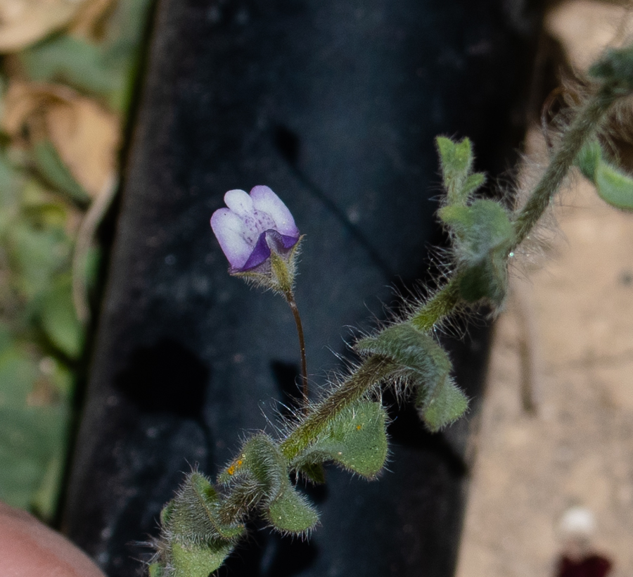 Image of Kickxia commutata ssp. graeca specimen.