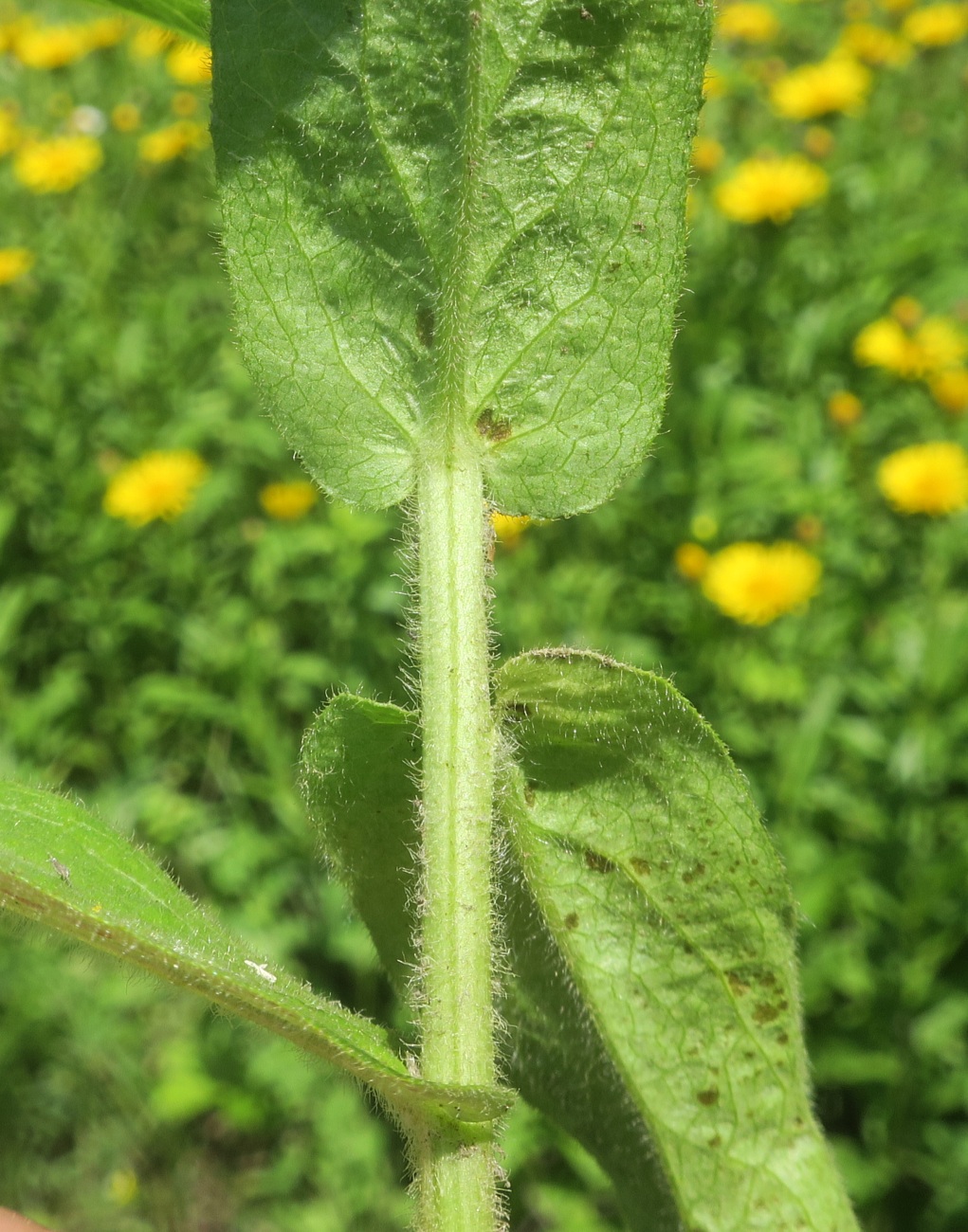 Изображение особи Inula salicina.