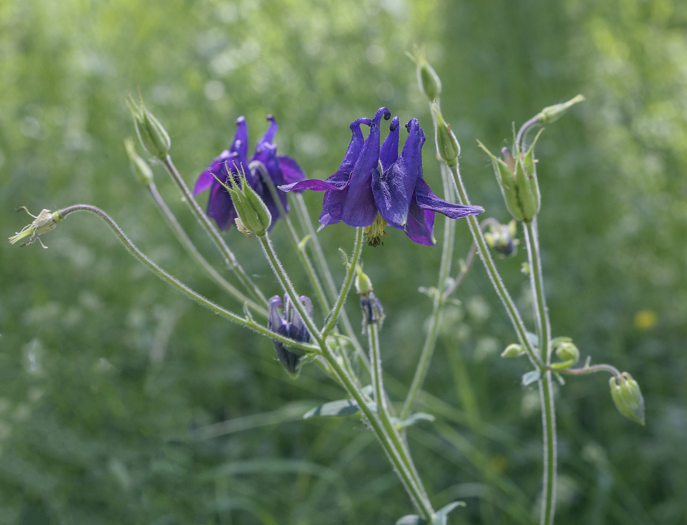 Image of Aquilegia vulgaris specimen.