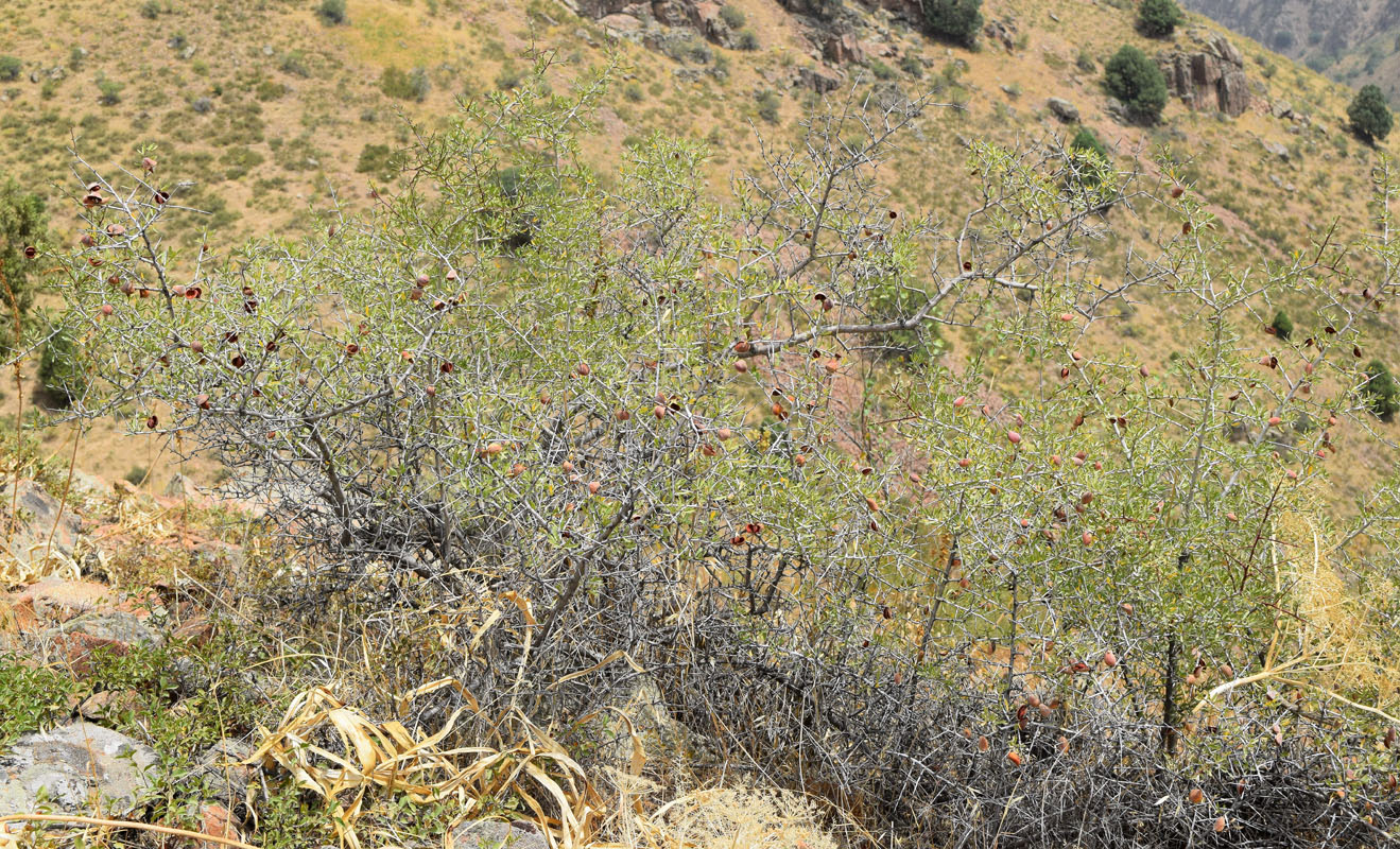 Image of Amygdalus spinosissima specimen.