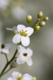 Crambe orientalis