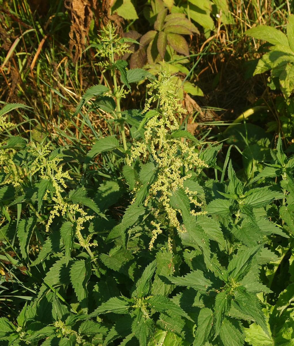 Изображение особи Urtica dioica.