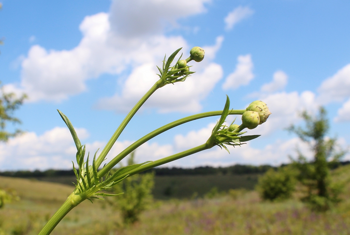 Image of Cephalaria litvinovii specimen.