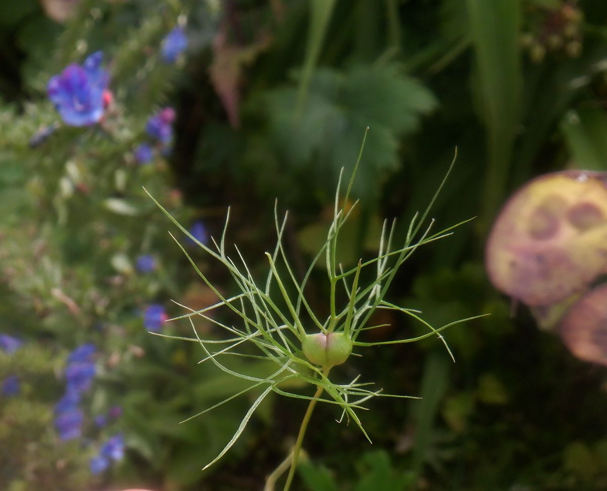 Изображение особи Nigella damascena.