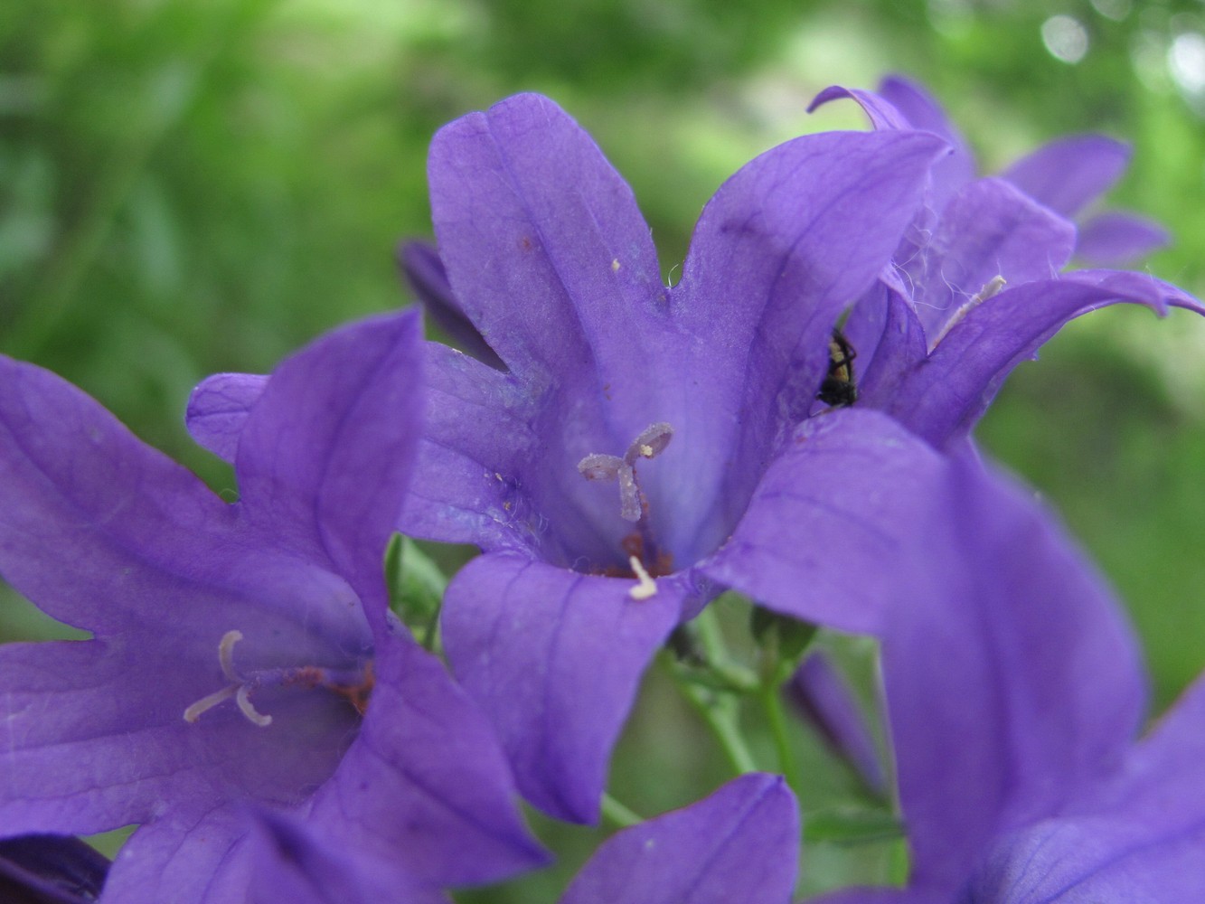 Image of Campanula charadzae specimen.