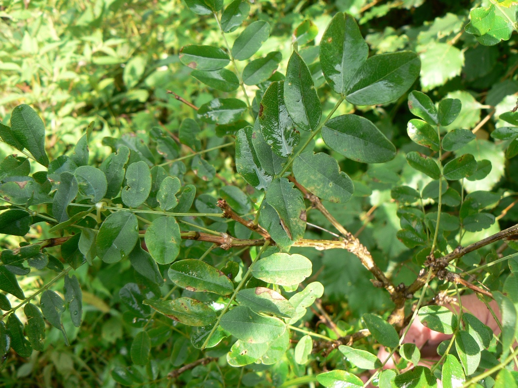 Изображение особи Caragana arborescens.