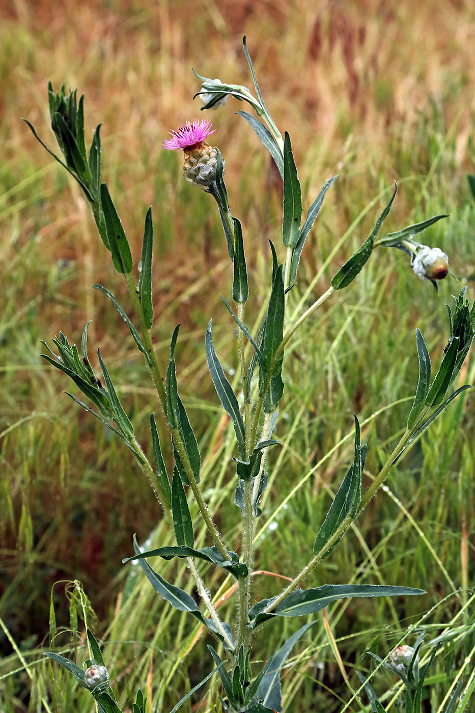 Изображение особи Hyalea tadshicorum.