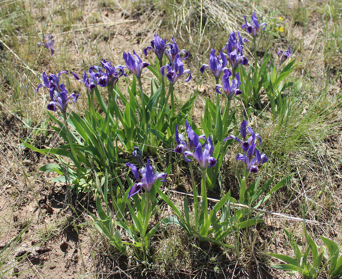 Изображение особи Iris pumila.