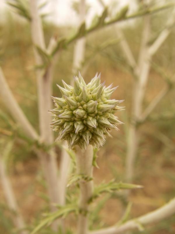 Изображение особи Echinops ruthenicus.