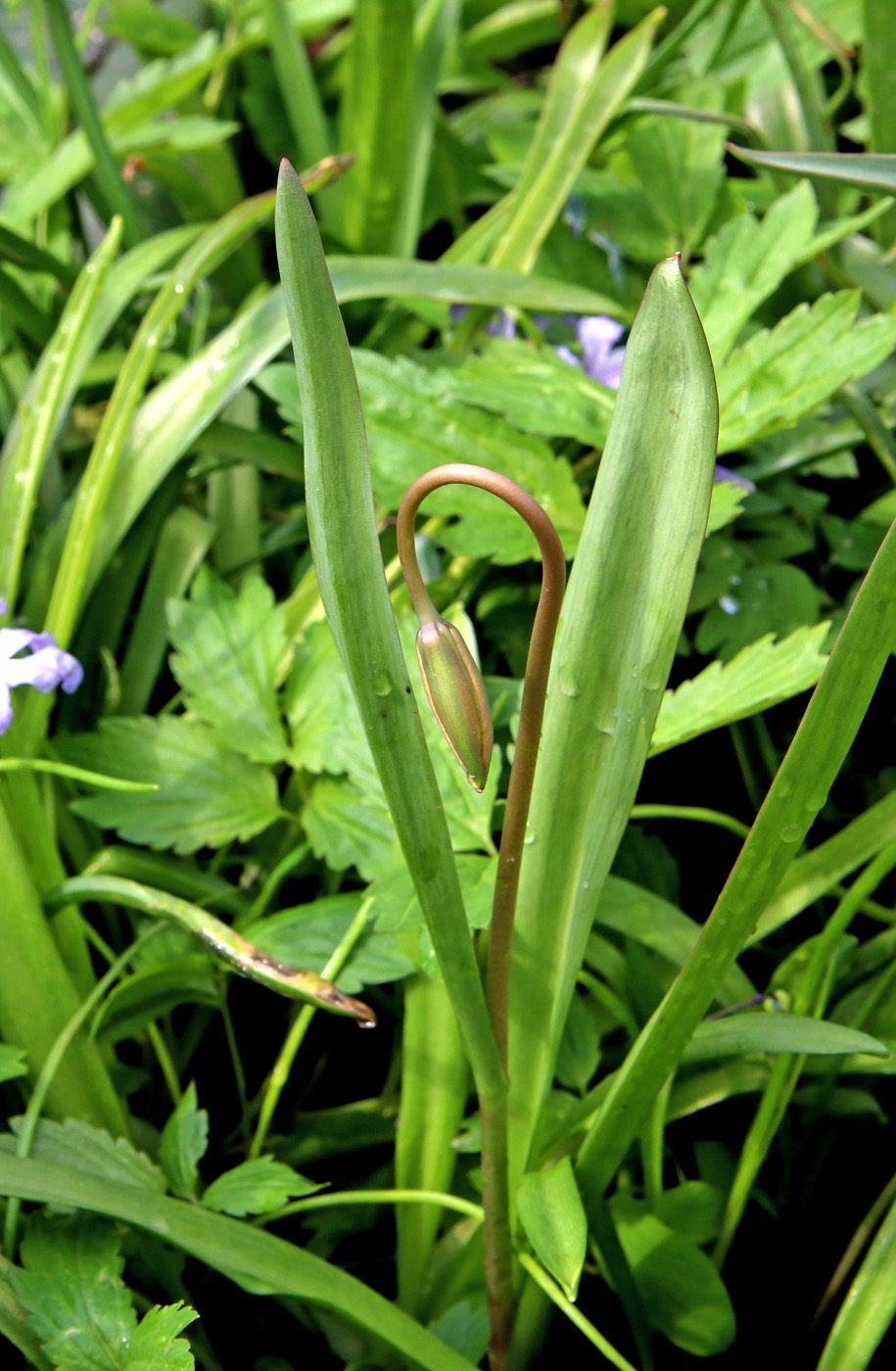 Изображение особи Tulipa biebersteiniana.