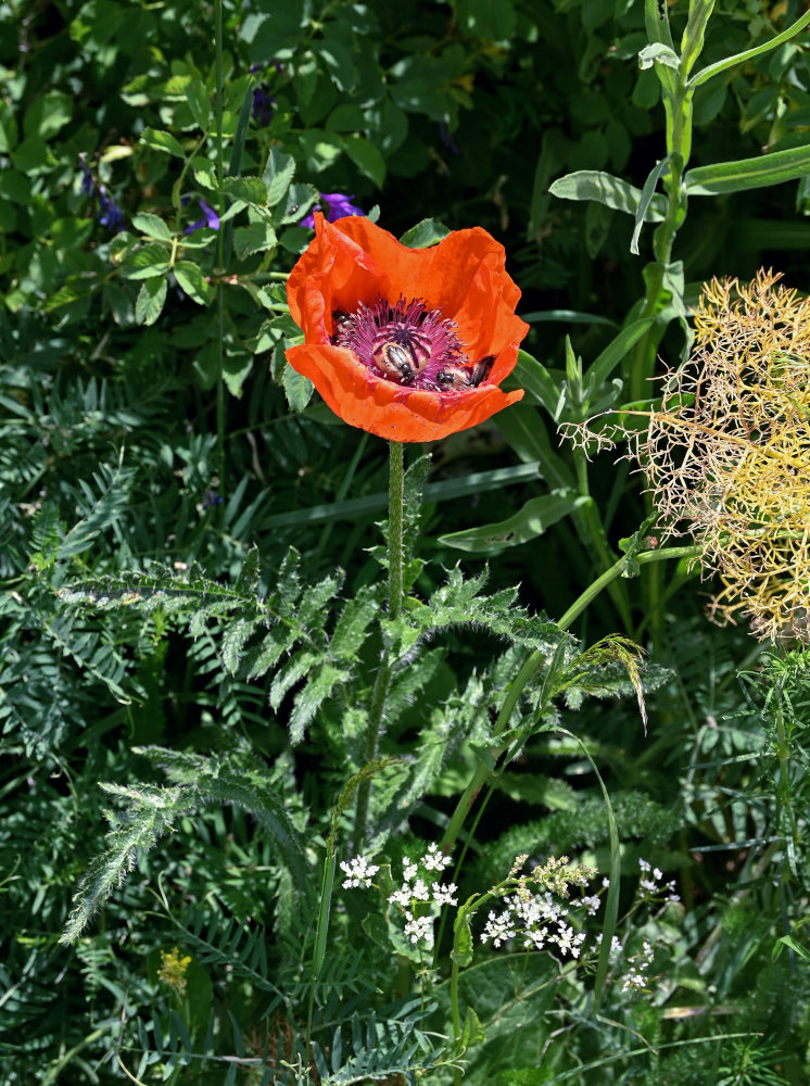 Изображение особи Papaver orientale.