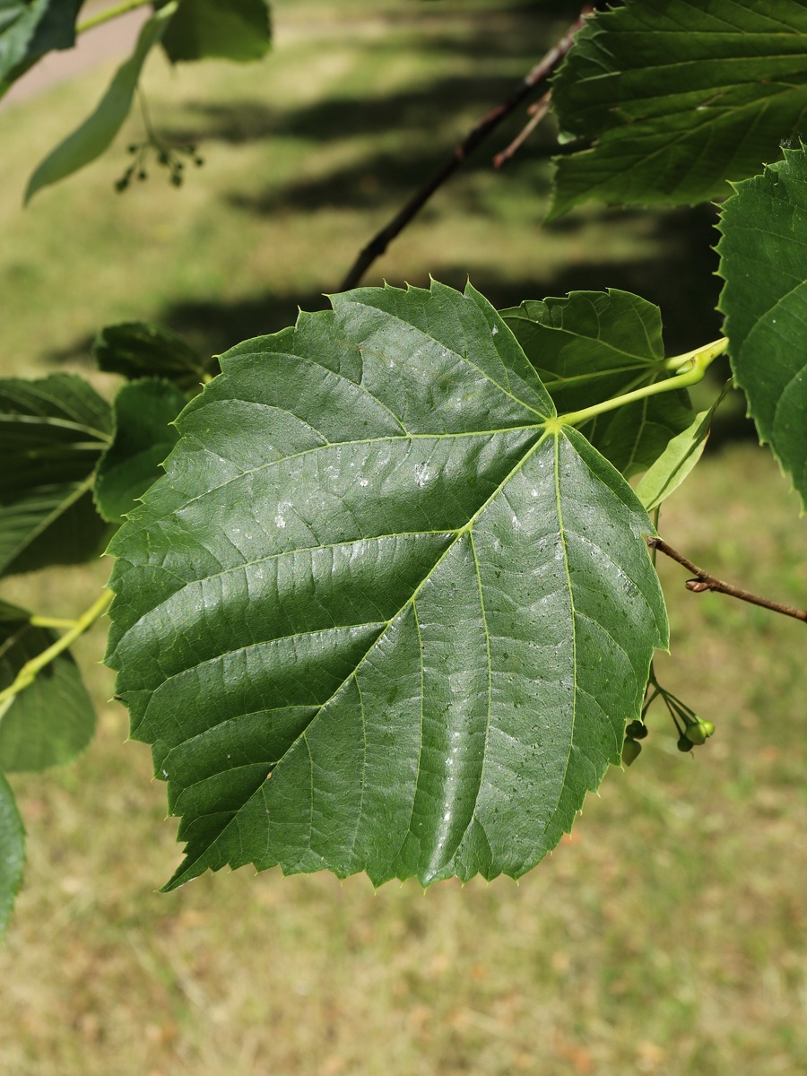 Image of Tilia americana specimen.