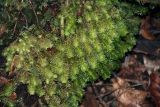 Bazzania tridens. Вегетирующее растение. Новая Зеландия, Северный остров, р-н Нортленд, национальный парк \"Waipoua\". 18.12.2013.