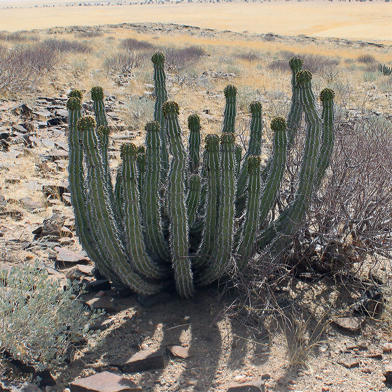 Image of Euphorbia virosa specimen.