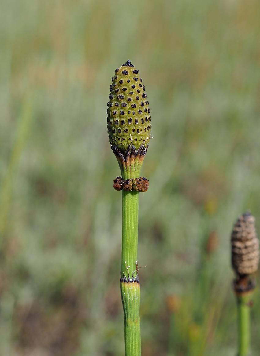 Image of Equisetum ramosissimum specimen.