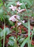 Pyrola incarnata. Соцветие. Мирнинский р-н, левый берег р. Вилюй, ниже Светлинской ГЭС. 17.07.2009.