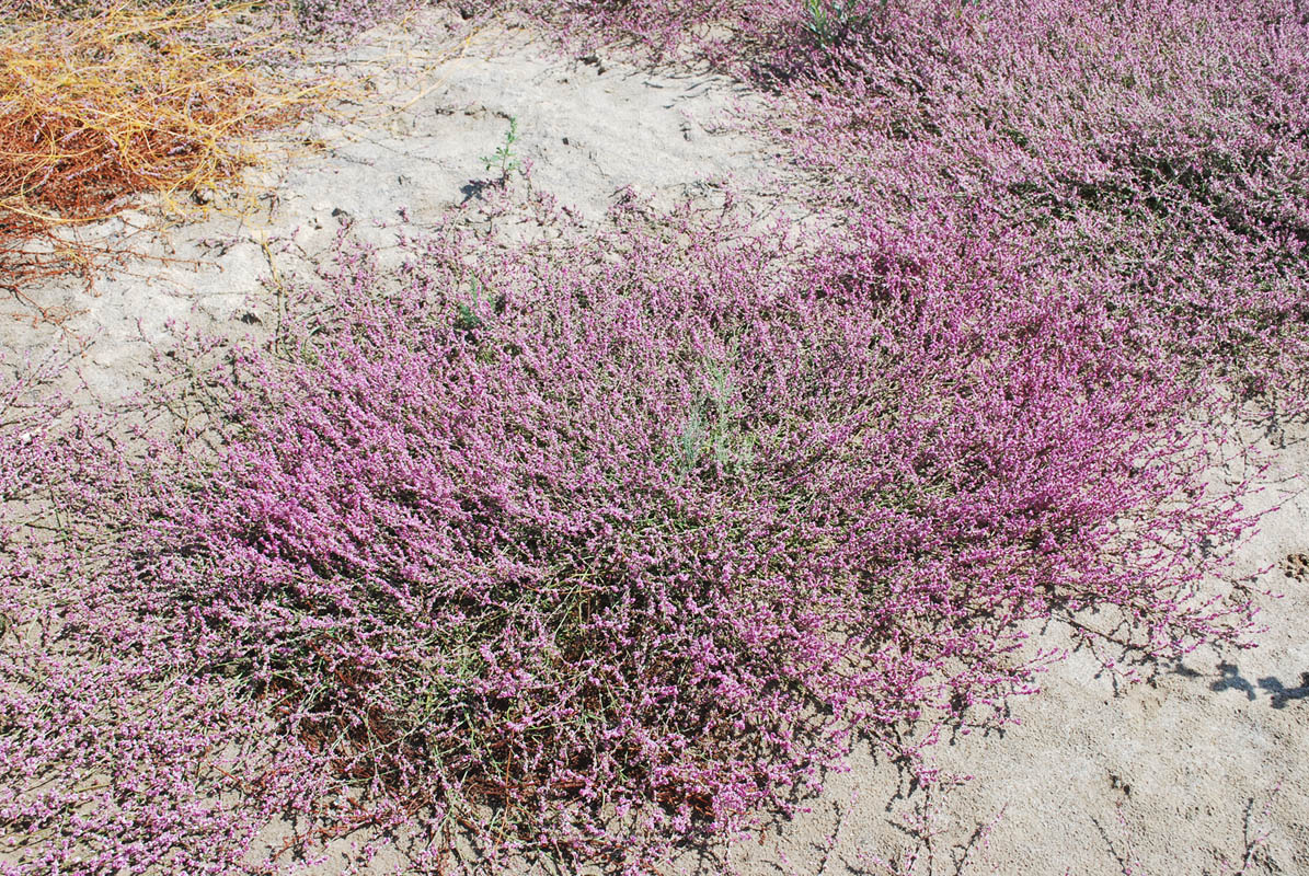 Image of genus Polygonum specimen.