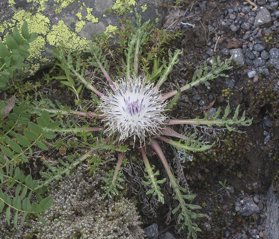 Изображение особи Jurinella moschus.