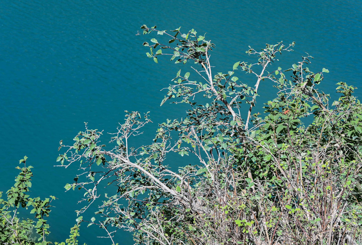 Image of Lonicera altmannii specimen.