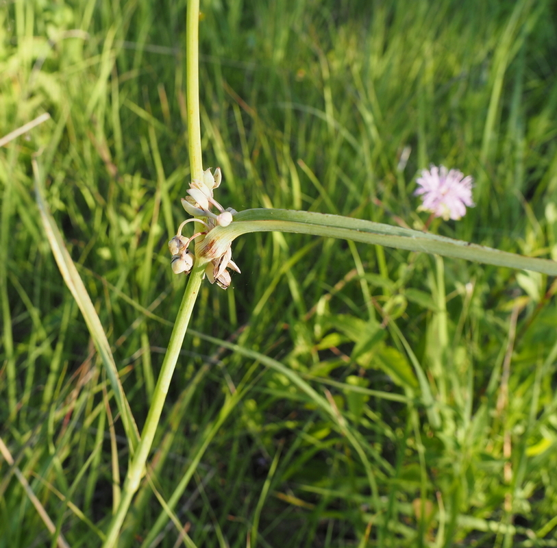 Image of Tradescantia ohiensis specimen.