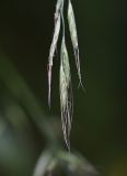 Festuca gigantea. Веточка соплодия. Республика Ингушетия, Джейрахский р-н, ур. Нижний Кяхк, возле ручья Тетрицкали. 20 июля 2022 г.