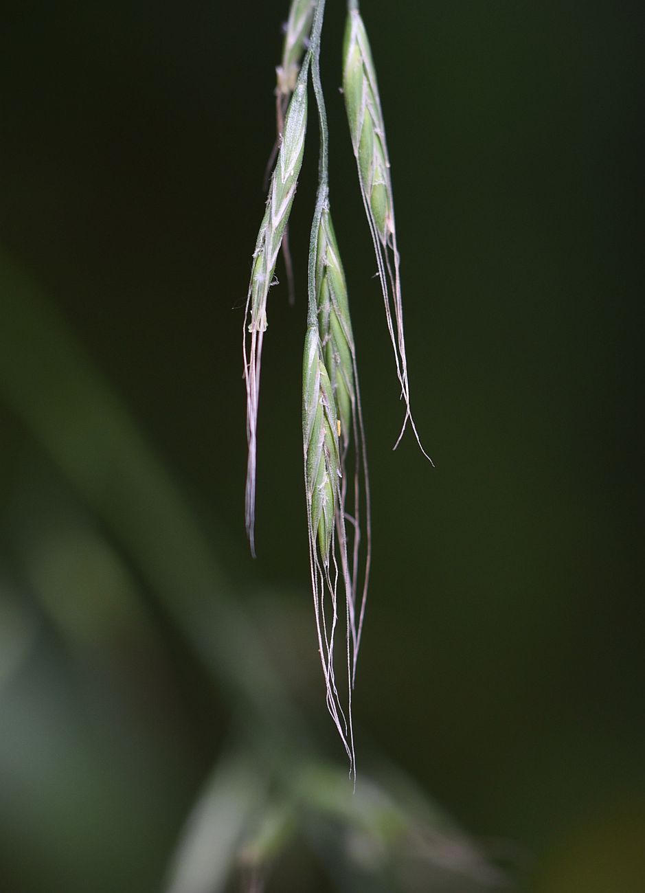 Изображение особи Festuca gigantea.