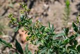 Ligustrum vulgare. Верхушка ветви с незрелыми соплодиями. Дагестан, г. Каспийск, в культуре. 31.07.2022.