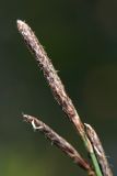 Carex rotundata. Мужское соцветие. Мурманск, Горелая сопка, тундра. 08.08.2010.