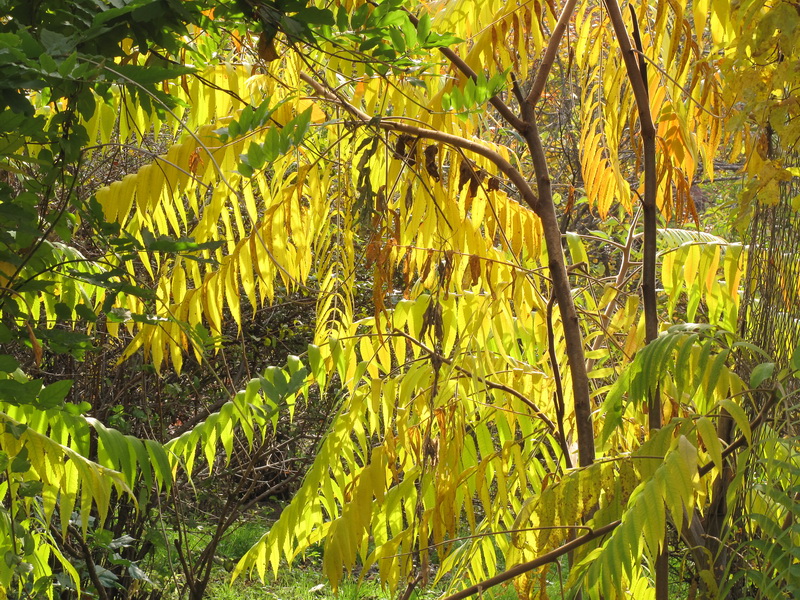 Image of Rhus glabra specimen.