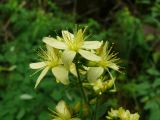 Hypericum hirsutum