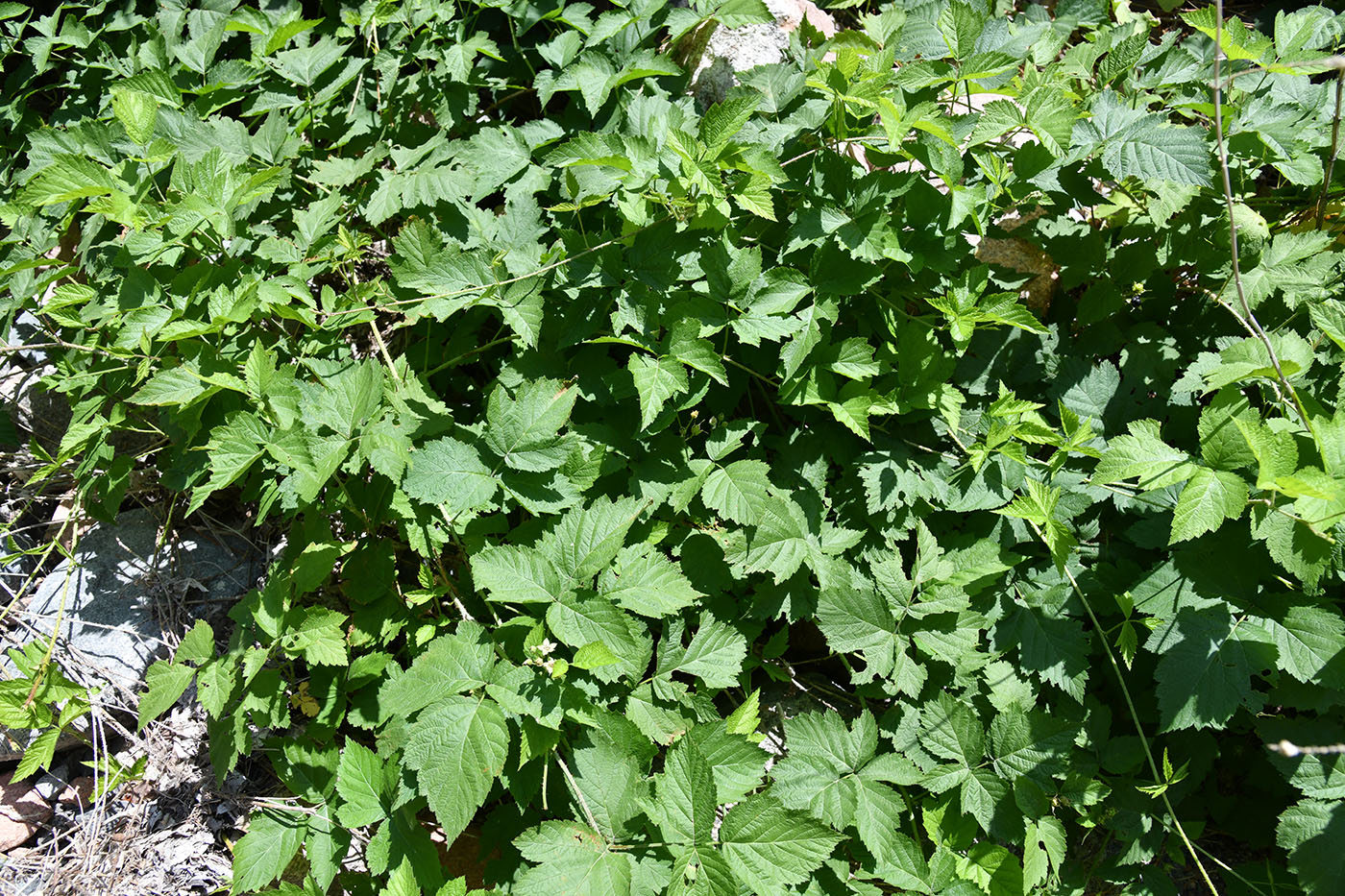 Image of Rubus caesius specimen.