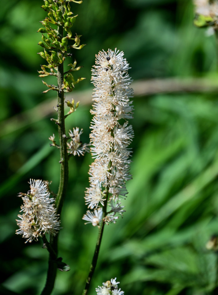 Image of Cimicifuga simplex specimen.