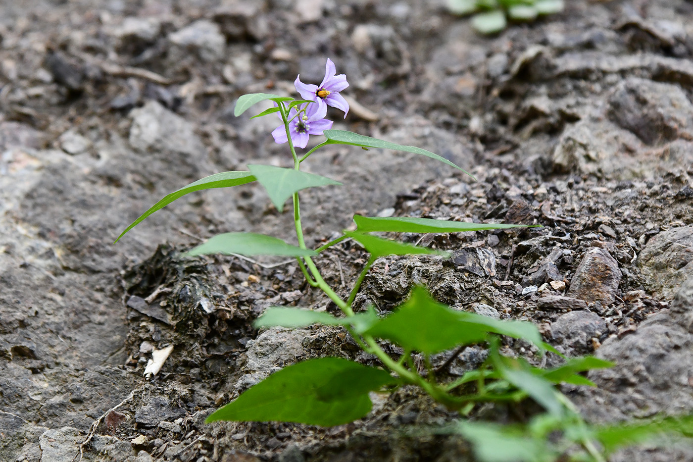 Image of Solanum kitagawae specimen.