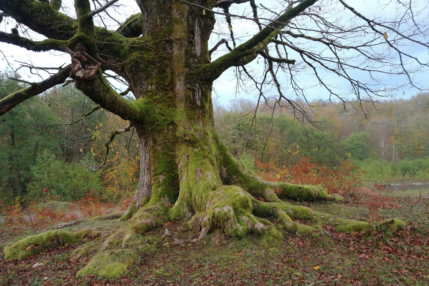 Изображение особи род Quercus.