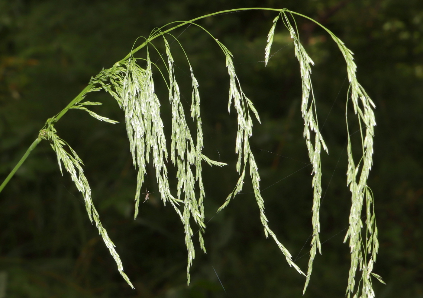 Image of Cinna latifolia specimen.