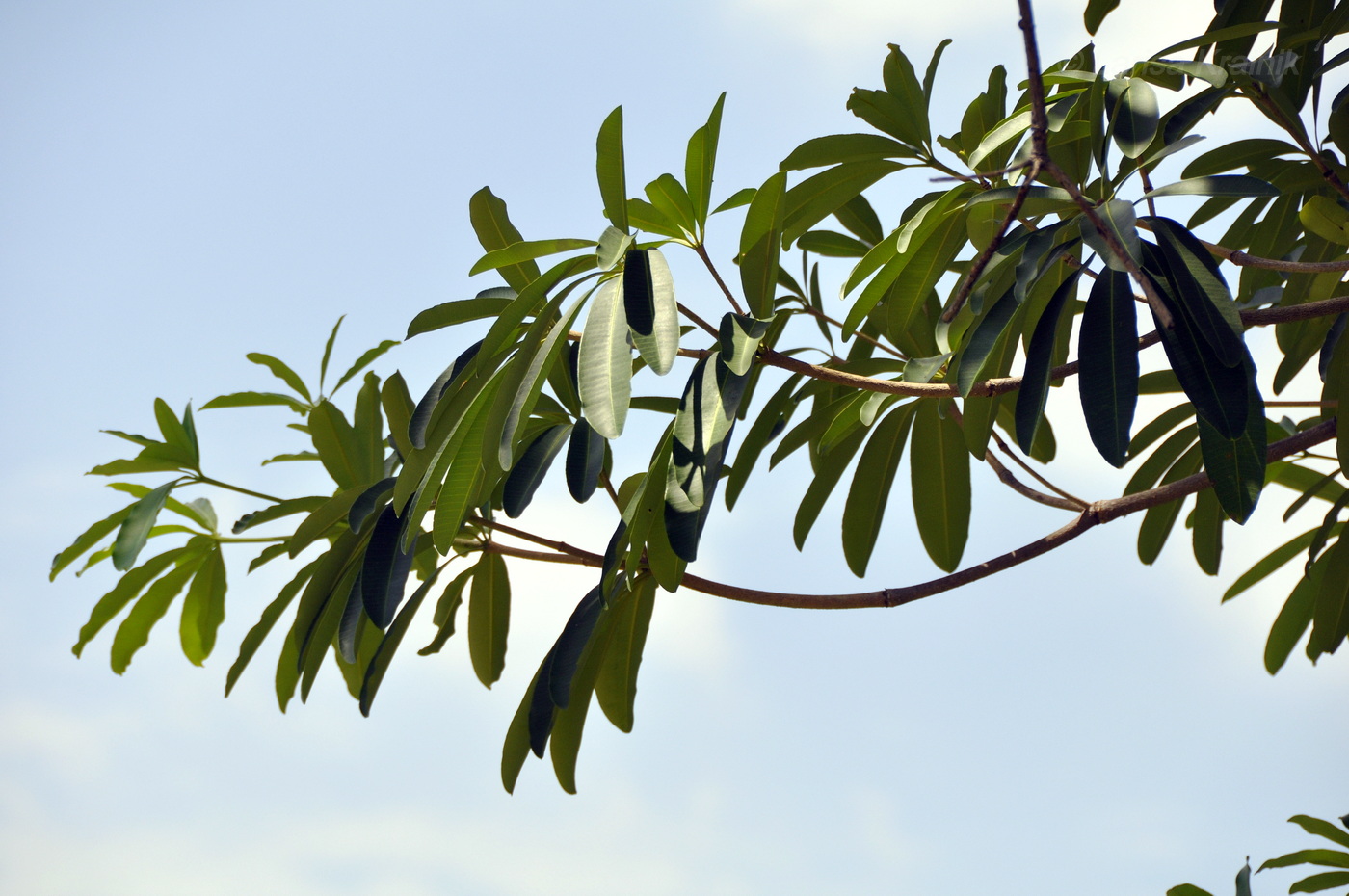 Image of Alstonia scholaris specimen.