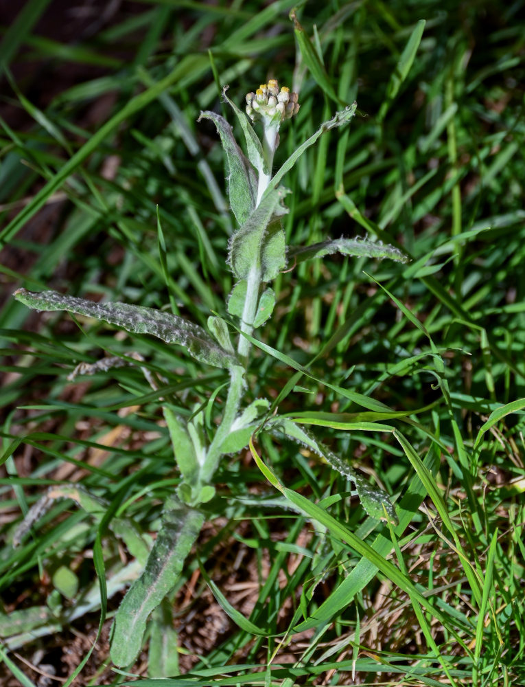 Image of Laphangium luteoalbum specimen.