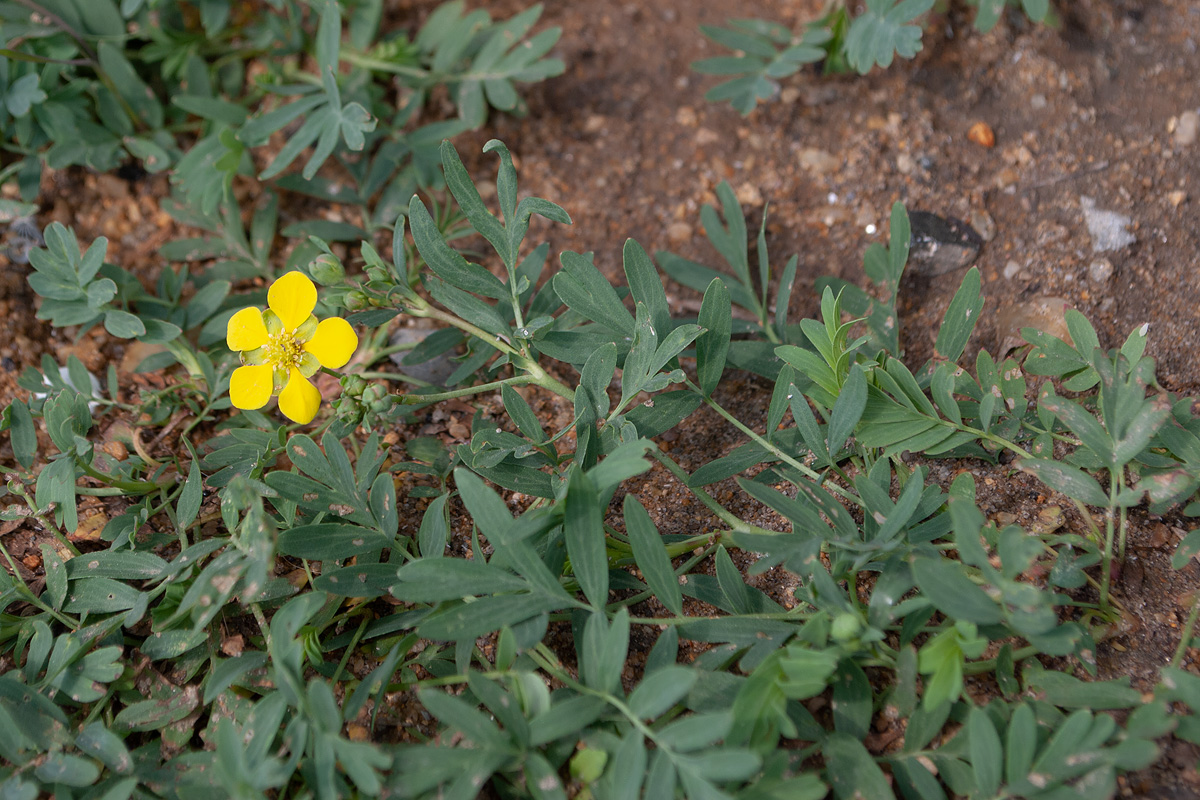 Image of Potentilla semiglabra specimen.