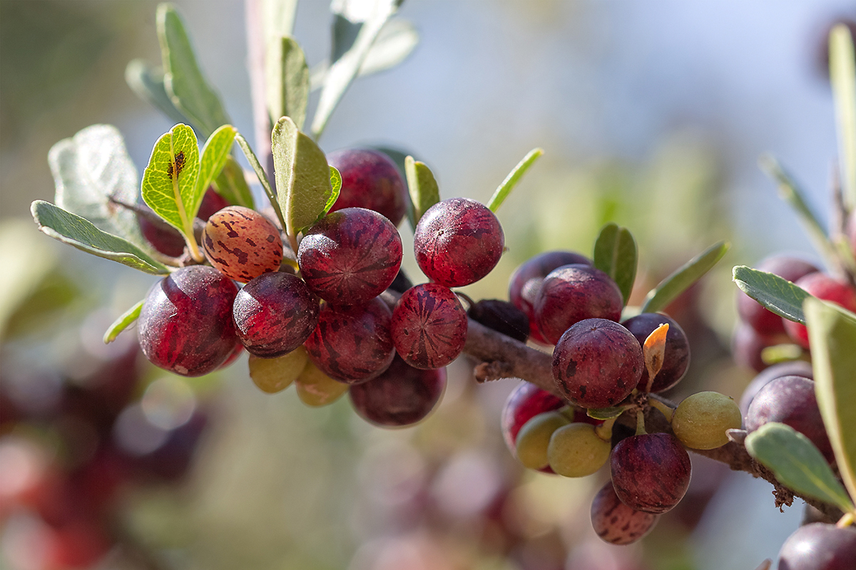 Изображение особи Rhamnus lycioides.