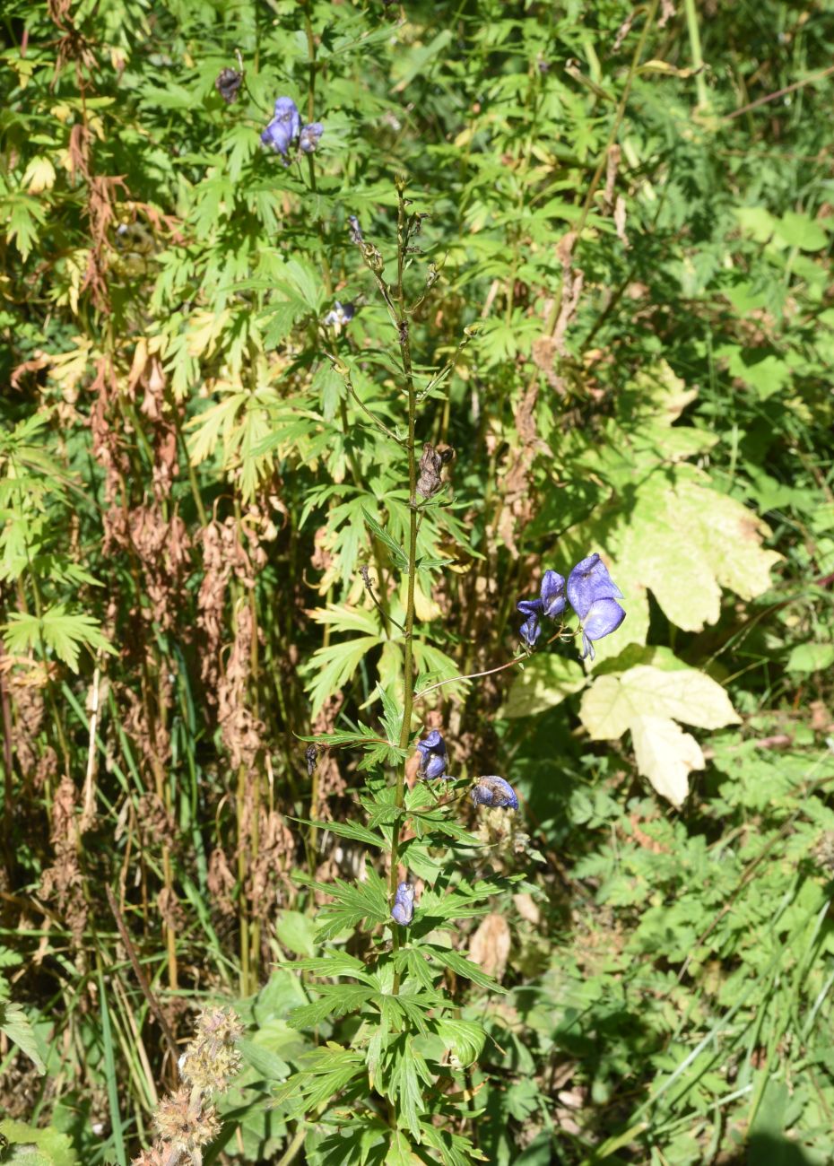 Изображение особи род Aconitum.