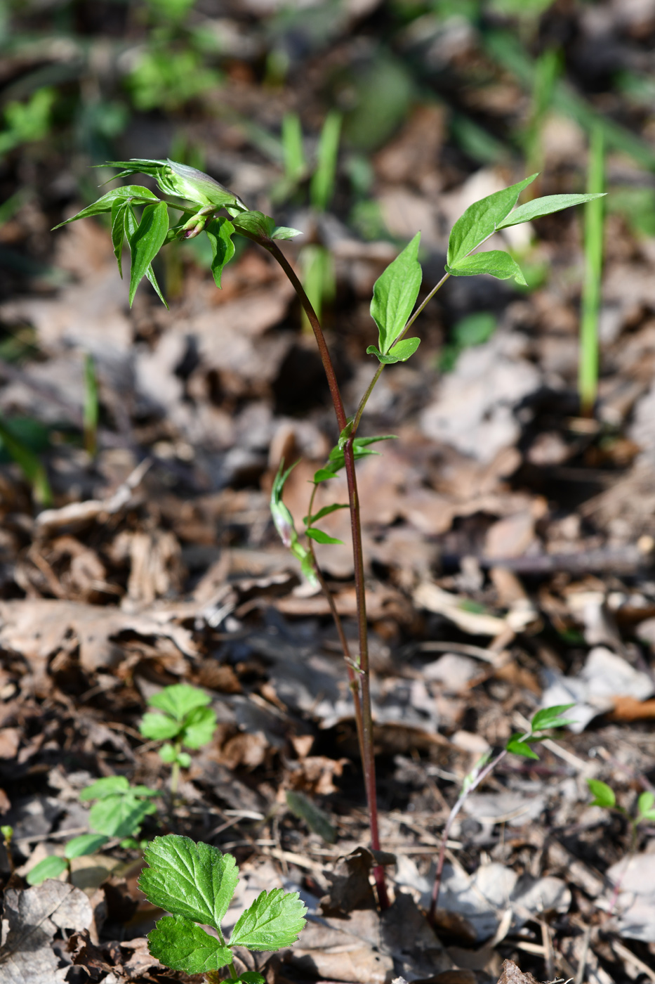 Изображение особи Lathyrus vernus.